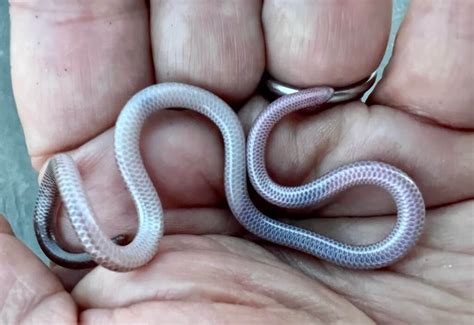 real pink snake|tiny pink snake worm.